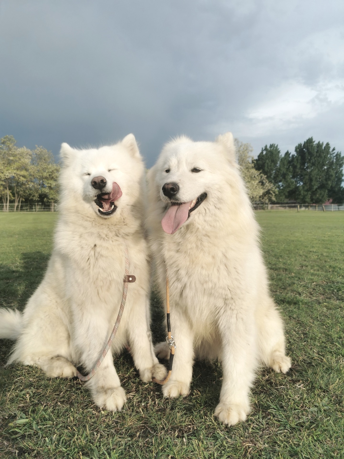 Inga Rock-Star of White Siberiansuny & Mona Surprise of White Siberiansuny 