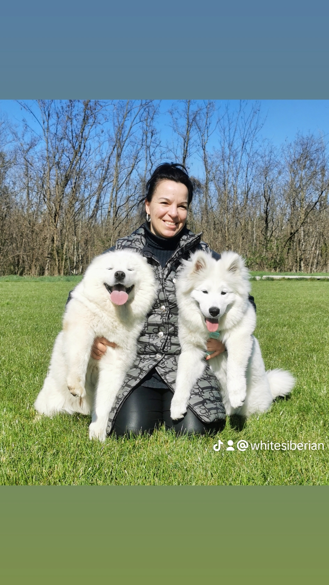 Snezhnoe Ocharovanie Bridget x Pandora Paradigma of White Siberiansuny 